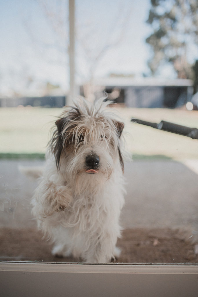 The family dog wants to be a part of the family photos