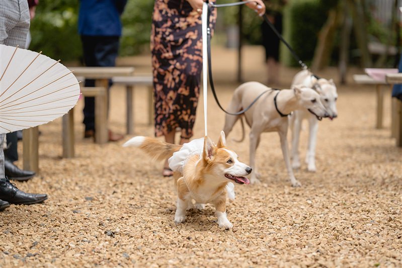 Dogs walking down aisle with guests watching in background